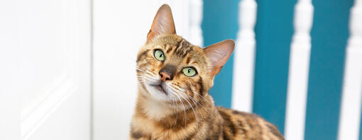 Chat du Bengale aux yeux verts et à la tête légèrement tournée