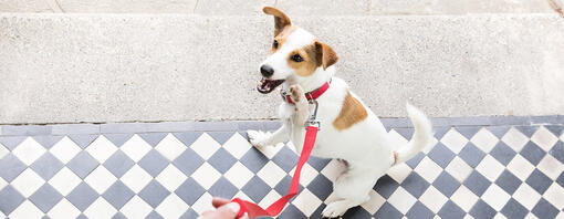 hond buiten wachtend op een wandeling