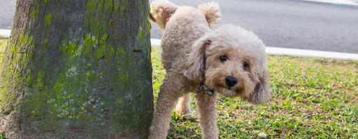 hond plaste op een boom