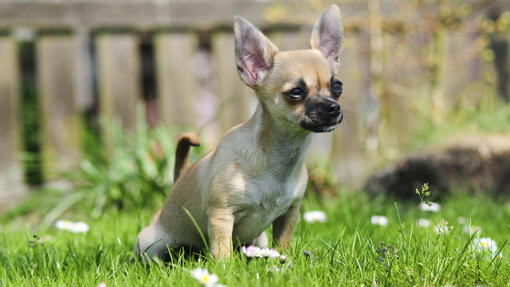 hond plaste op gras