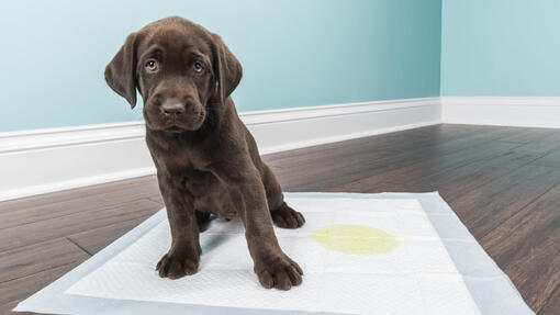 chien a pissé sur la serviette