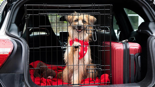 chien dans la voiture