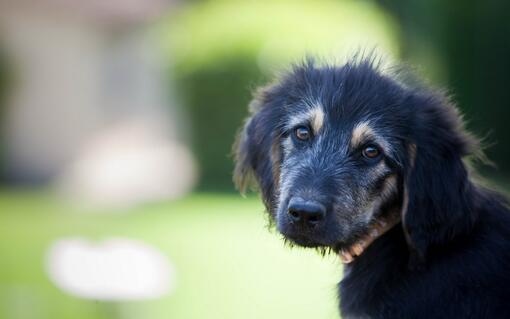 Chien qui regarde la caméra