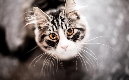 Chat qui regarde la caméra de haut