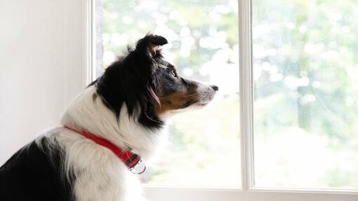 chien regardant par la fenêtre