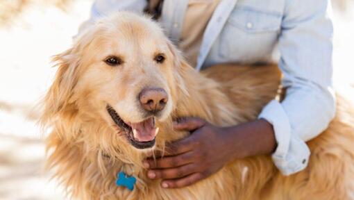 chien haletant alors qu'il est tenu par son maître