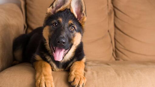 chiot assis sur un canapé, haletant, les oreilles en l'air