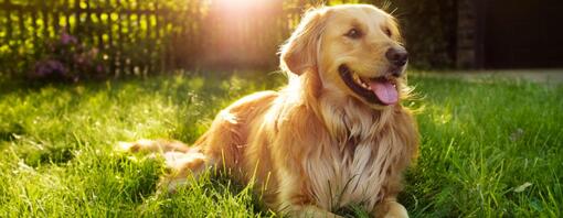 chien couché dans l'herbe, haletant