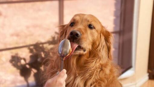 retriever léchant du beurre de cacahuètes sur une cuillère