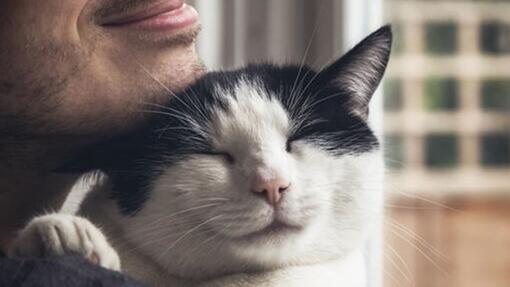 chat se faisant câliner