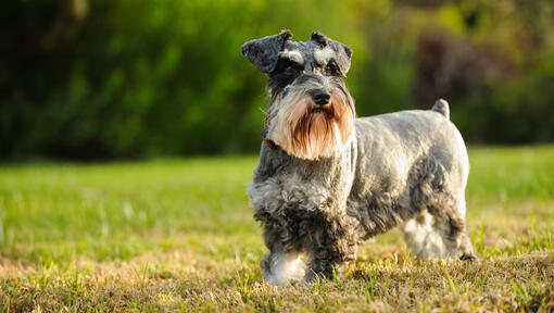 Dwergschnauzer rent in gras.