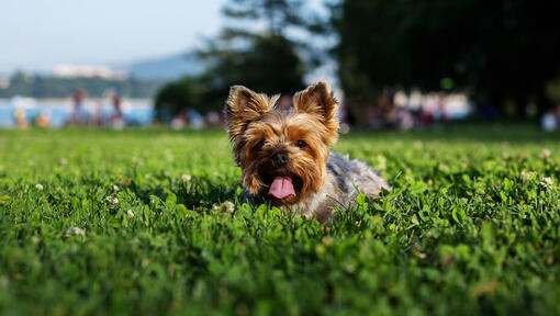 Yorkshire Terrier ligt op gras met uitgestoken tong.