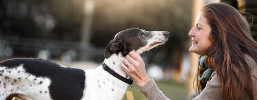 Whippet noir et blanc se faisant caresser par son propriétaire.