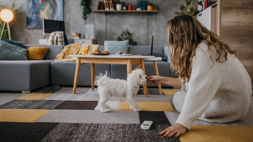 Les chiens peuvent-ils manger des crevettes ?  