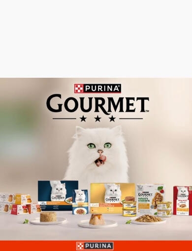 Gourmet Recipe - Mobile