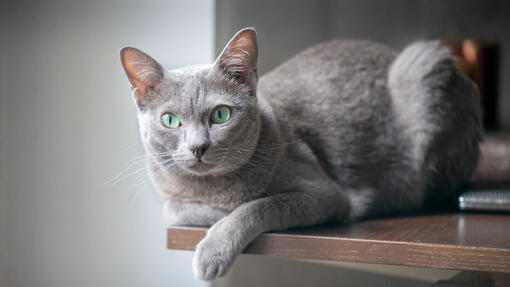 Chat gris couché