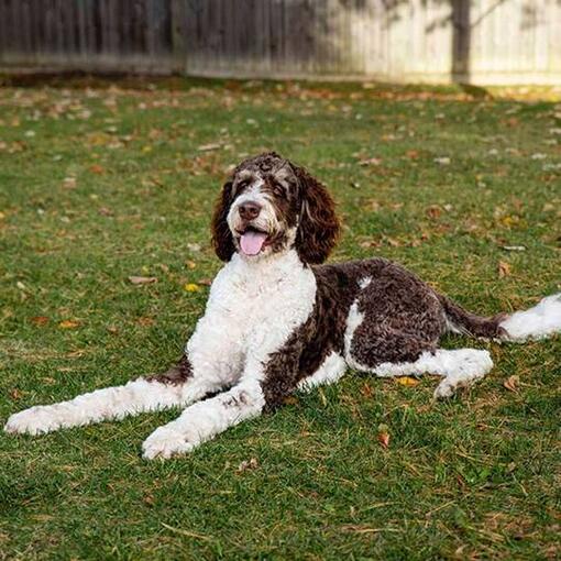 bernedoodle couché dans l’herbe