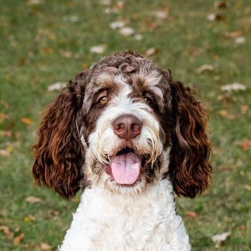 bernedoodle tirant la langue