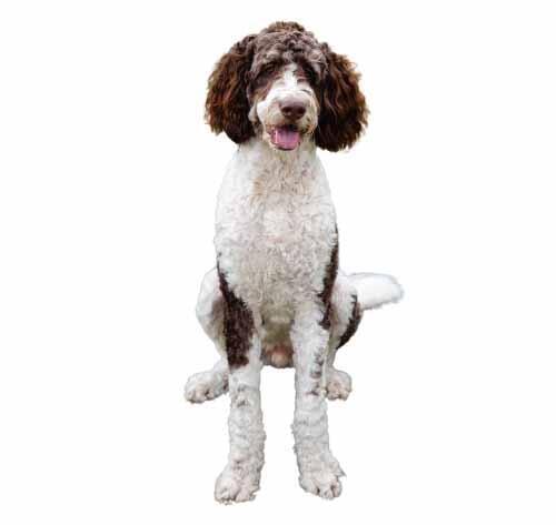 bernedoodle brun sur fond blanc