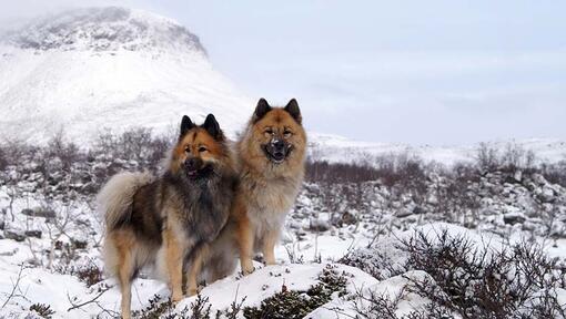 Eurasier devant une montage