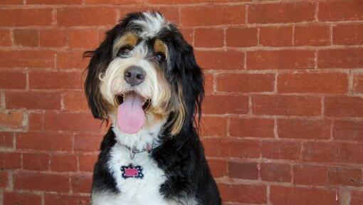 bernedoodle devant un mur