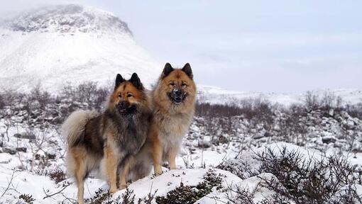 Eurasier voor een berg