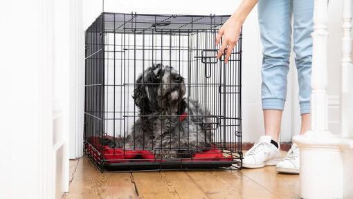 le propriétaire ferme la porte d'un box contenant un chien