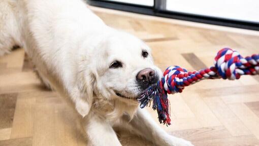 hond die touwtrekt met een touwspeeltje