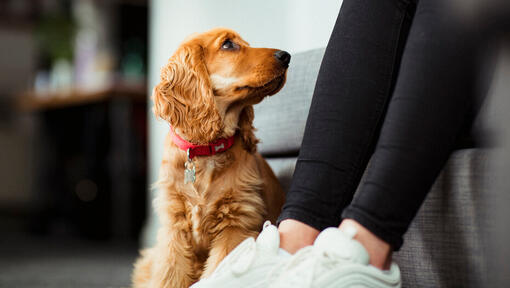 chiot assis sur le sol regardant son maître sur le canapé