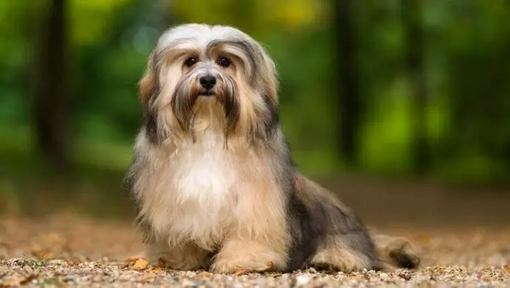 havanese