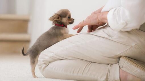 chihuahuapupje met voorpoten op benen van vrouw in kniezit