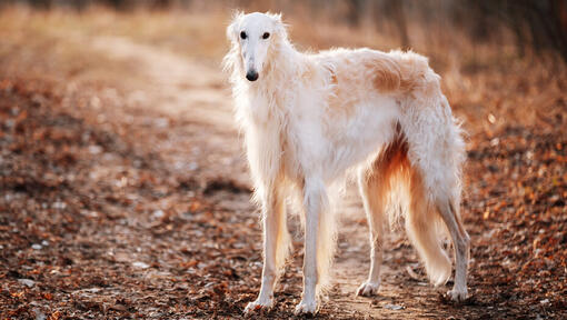 Barzoi