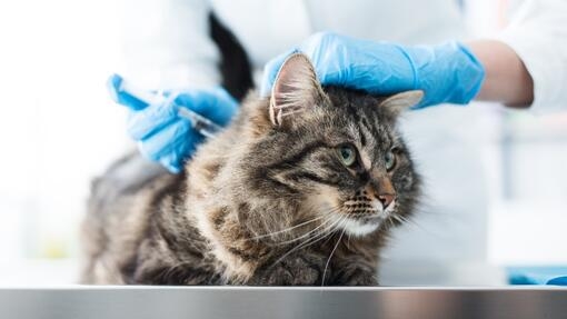 Chat recevant une injection chez le vétérinaire