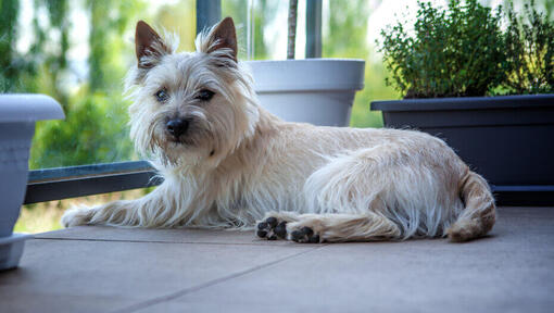 Chien blanc ébouriffé assis sur un balcon.