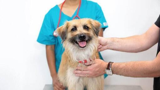 Un vétérinaire examine un chien à poils longs.