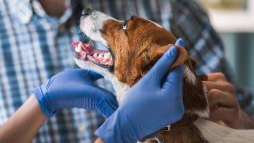 hond wordt onderzocht door dierenarts