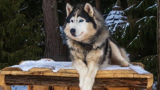 Malamute de l’Alaska couché dans la neige