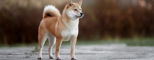 Shiba Inu marchant dans un parc