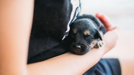 chiot noir dans les bras de sa propriétaire