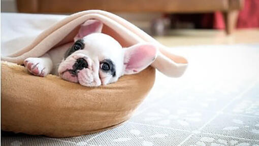 Un bouledogue français blanc et noir dans un lit pour chien.