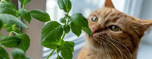 rosse tijgerkat ruikt aan verse basilicum