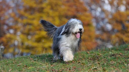 Bearded Collie en promenade