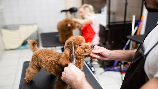 Caniche en train de se faire toiletter