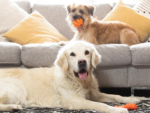 Golden retriever en terriër