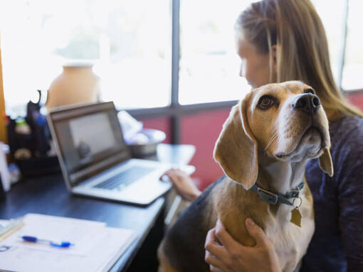 Beagle zit op schoot van de baas terwijl ze werkt