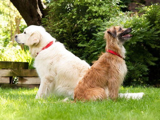 twee honden die rug aan rug zitten