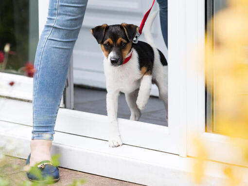 Hond gaat aan de lijn