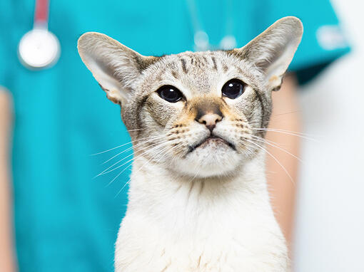 Kat met erachter dierenarts