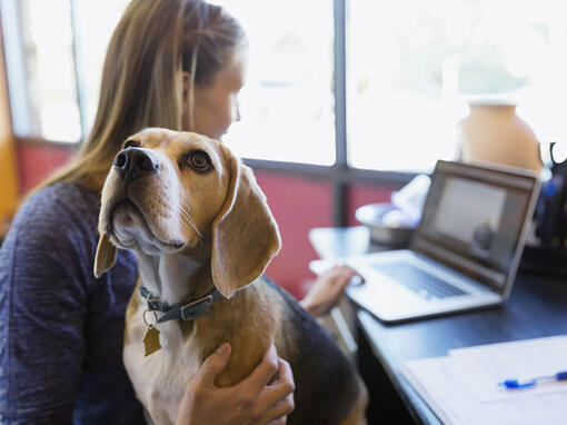 Beagle s'assoit sur les genoux du propriétaire pendant qu'elle travaille