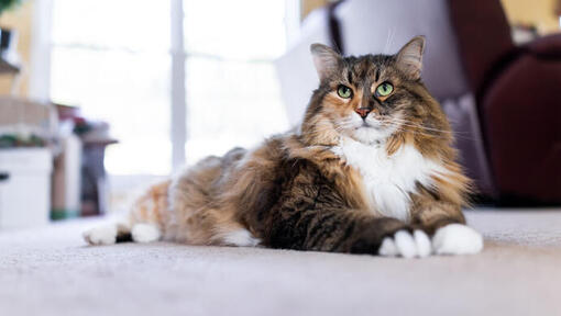 Chat à poils longs couché sur un tapis